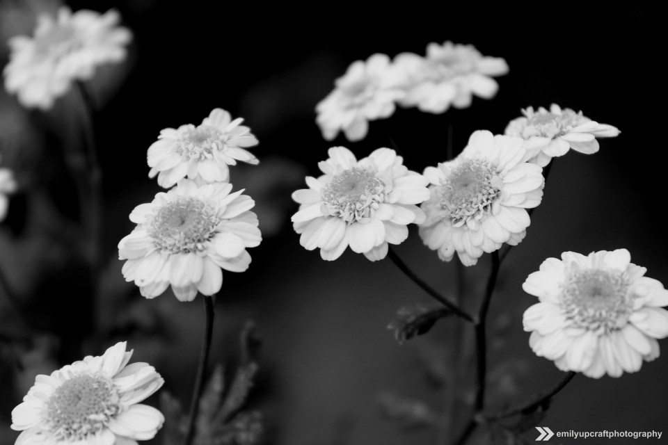 B&W Flowers Lake Tahoe, CA